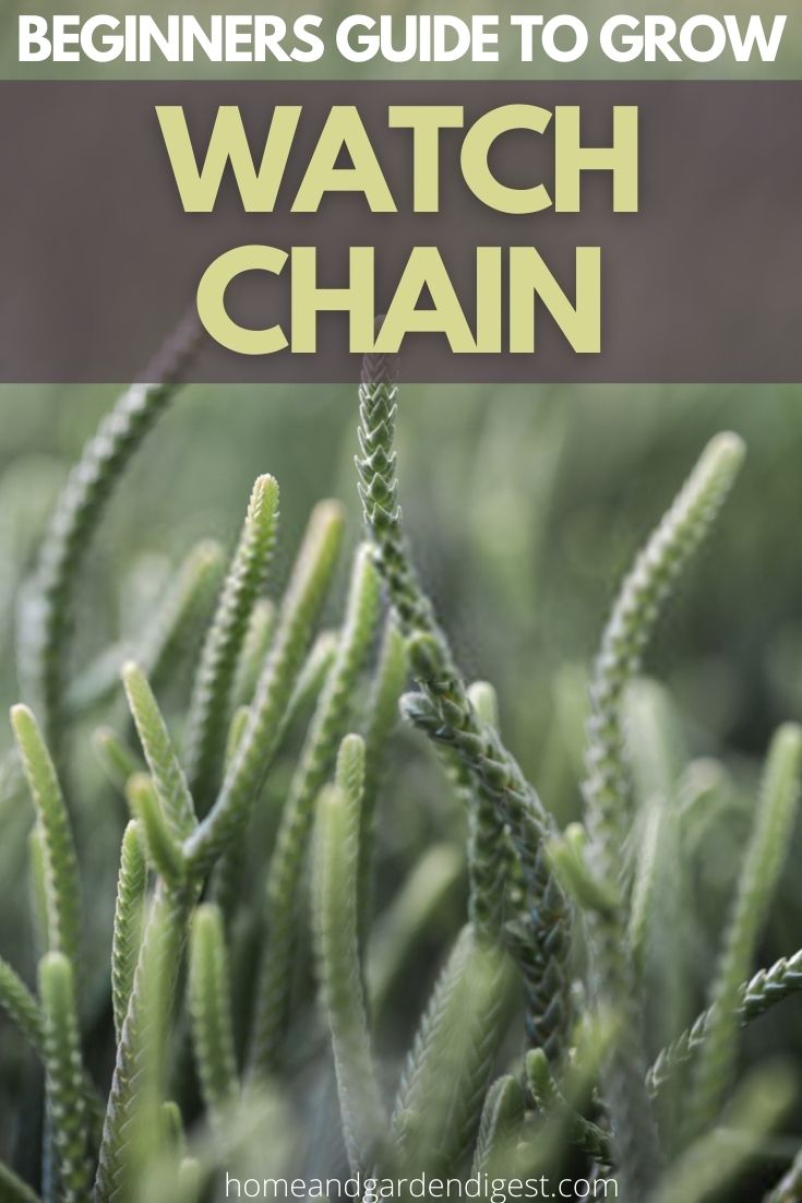 How To Grow and Care For Crassula muscosa ‘Watch Chain’