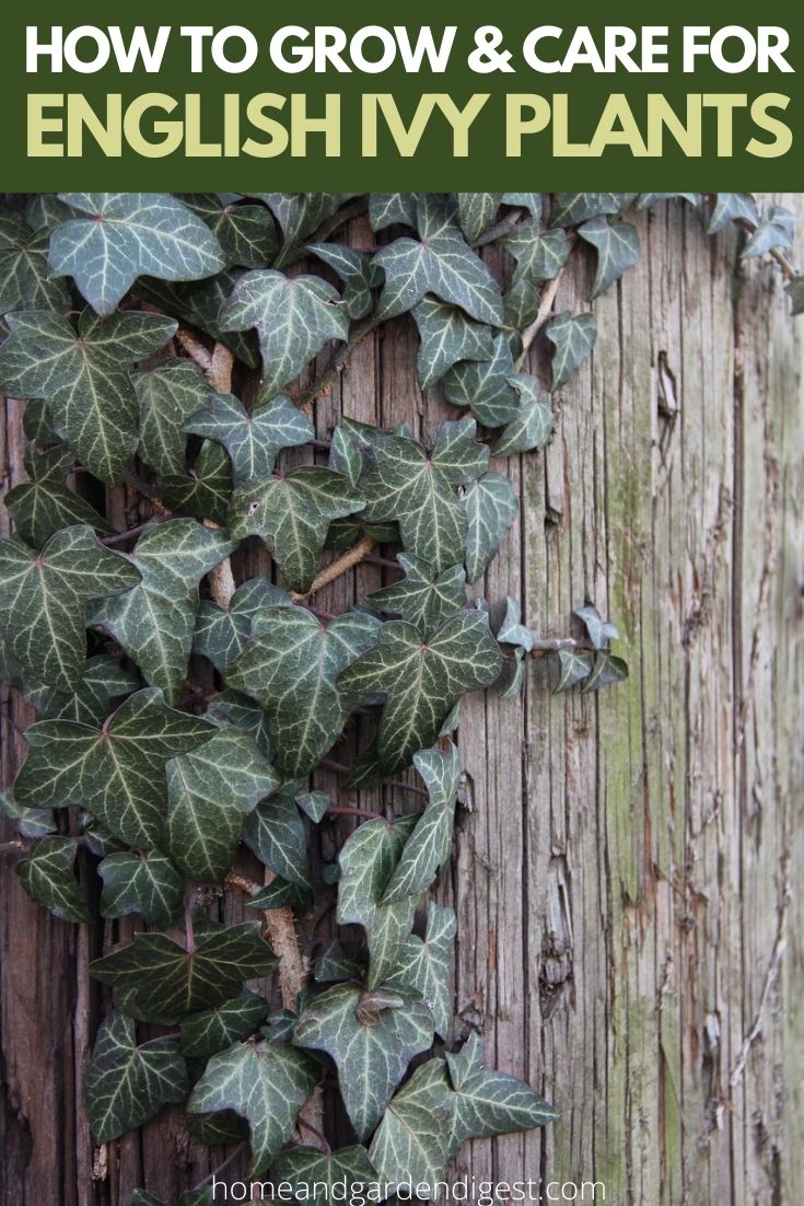 English Ivy Plants: Growing and Caring Tips