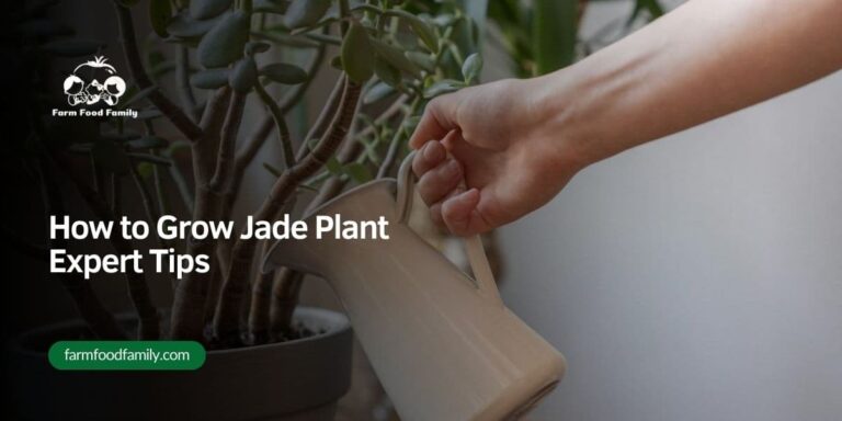 How to Grow and Care for Jade Plant – Expert Tips for 2026