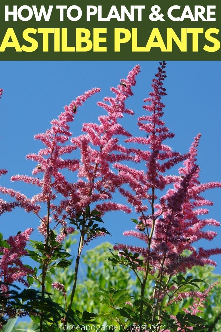 Astilbe Plant Profile and Tips for Growing: Brighten Shady Garden Corners with Flowering Perennial Astilbe