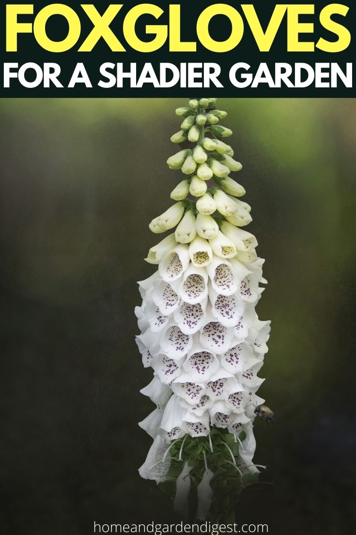 Foxgloves for a Shadier Garden: Height and Bright Color in the Border