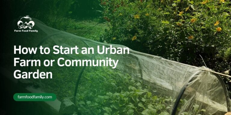 How to Start an Urban Farm or Community Garden