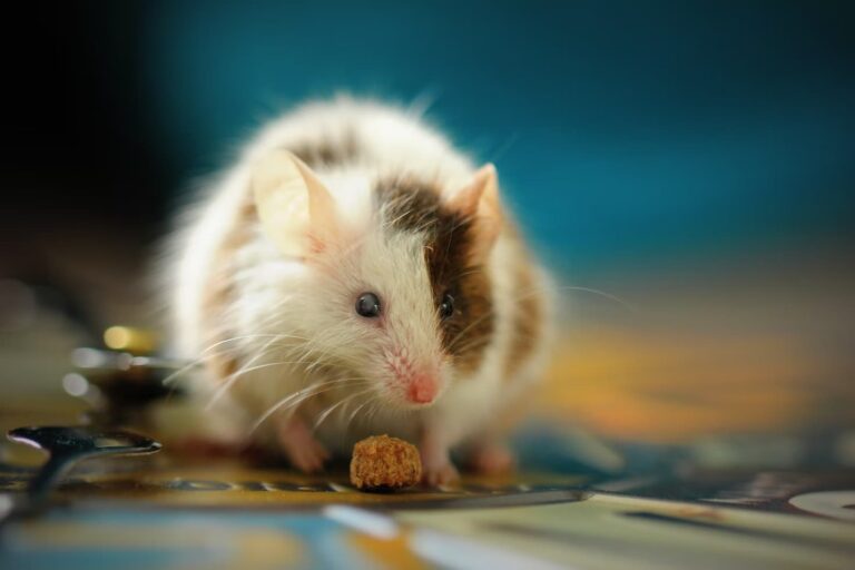 Keeping the Pest Away: Useful Tips From the Experts