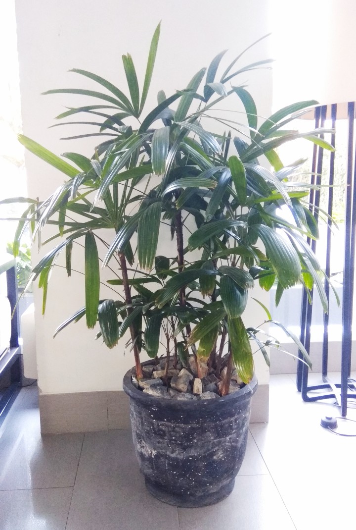 Lady palm - Rhapis Excelsa