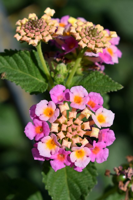 The Lantana Hybrid is a Mediterranean Plant for all Seasons