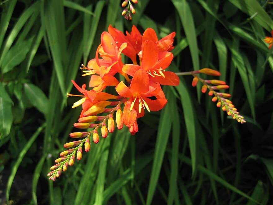 Montbretia (Crocosmia, Coppertips)