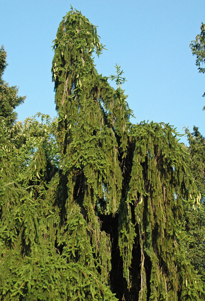 How to Pick and Care for Real Christmas Trees