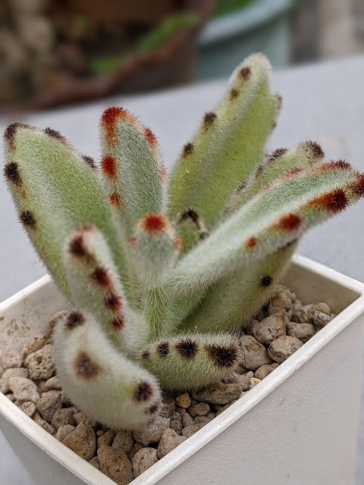 Kalanchoe tomentosa Care