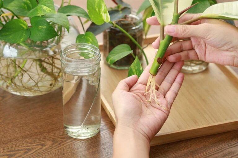 A Guide to Choose the Right Indoor Plants for Your Home