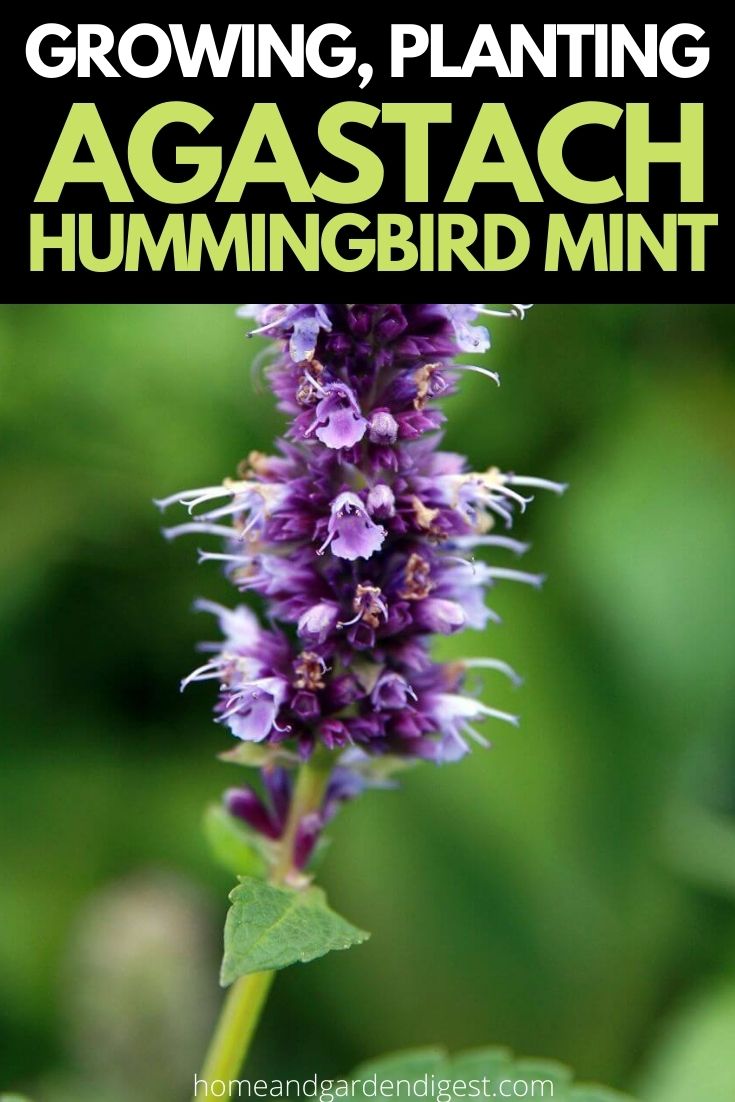 Growing, Planting and Using Agastache Hummingbird Mint