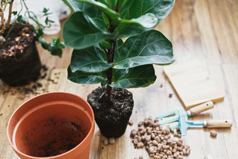 6 Steps in Making Your Houseplants Live Longer