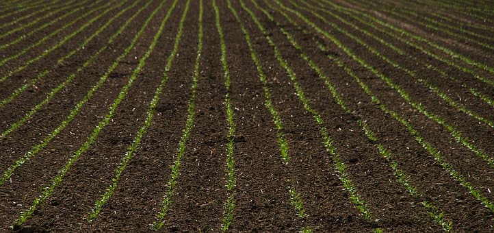 A Beginner’s Guide On How To Grow Grass Seeds