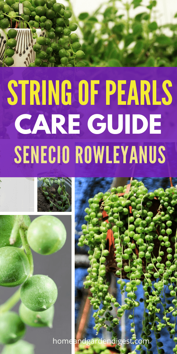 How To Grow and Care for String of Pearls Plant