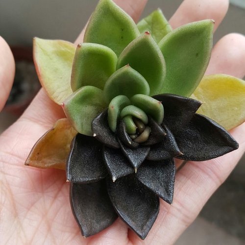 Succulent leaves turning black