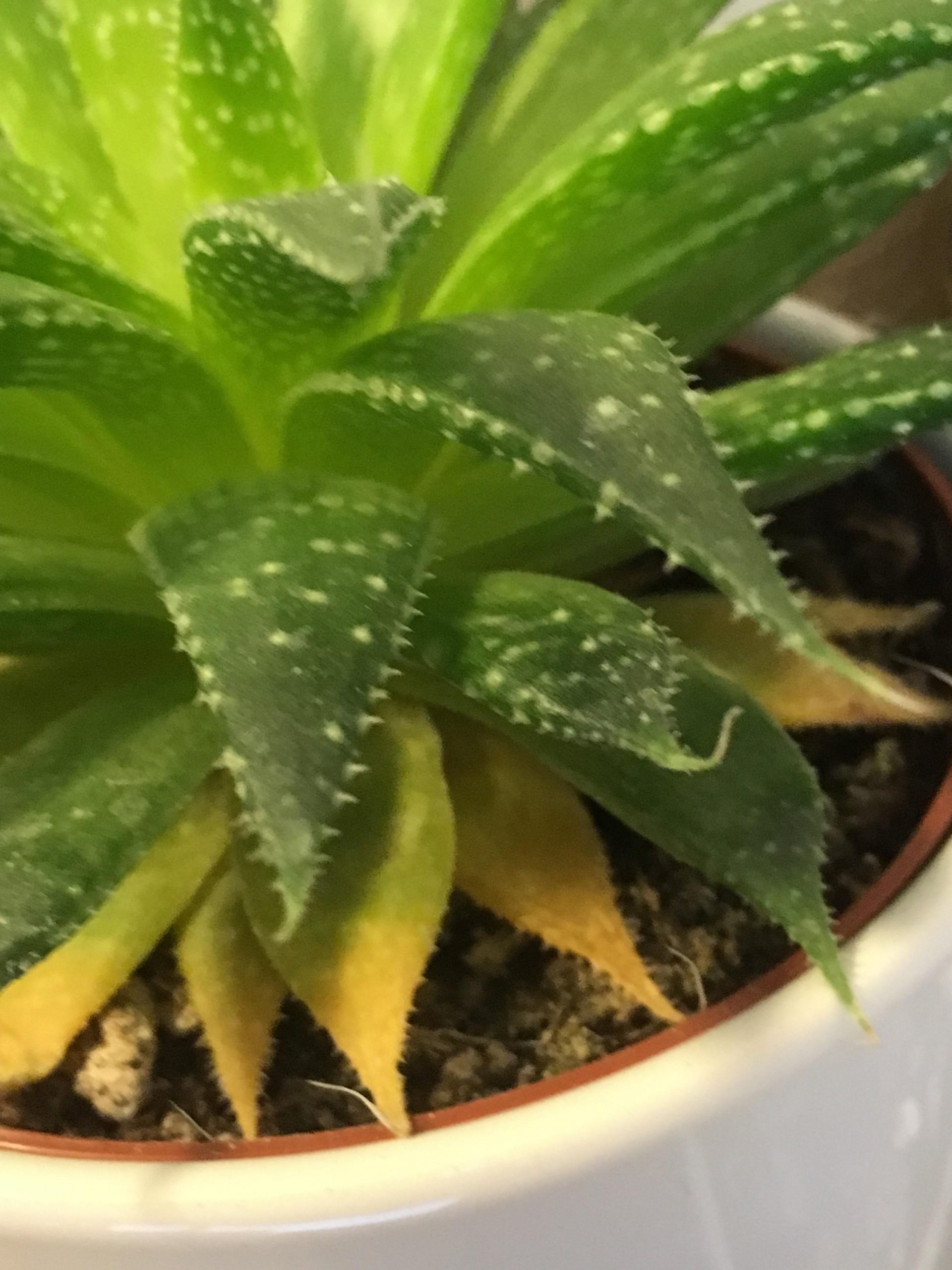 Succulent leaves turning yellow