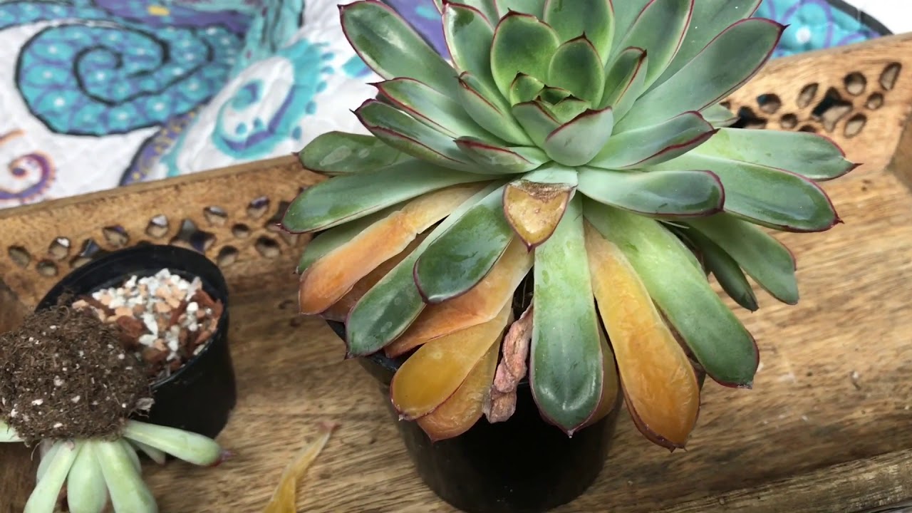 Overwatered succulents