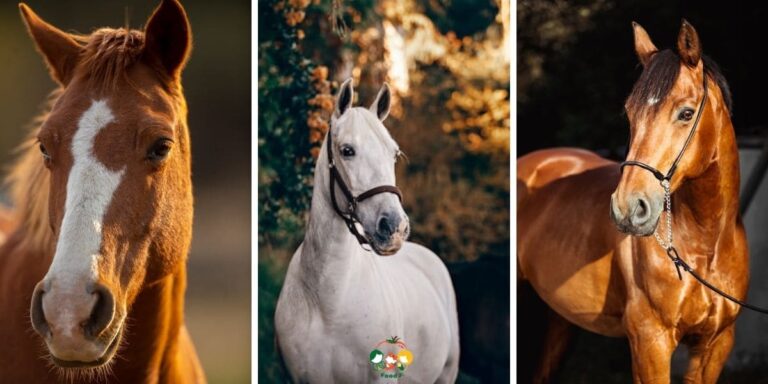 A Guide on Taking Care of a Senior Horse