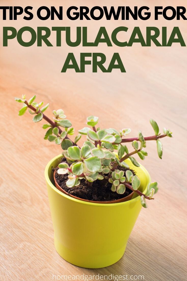 How To Grow and Care For Portulacaria Afra (Elephant Bush)