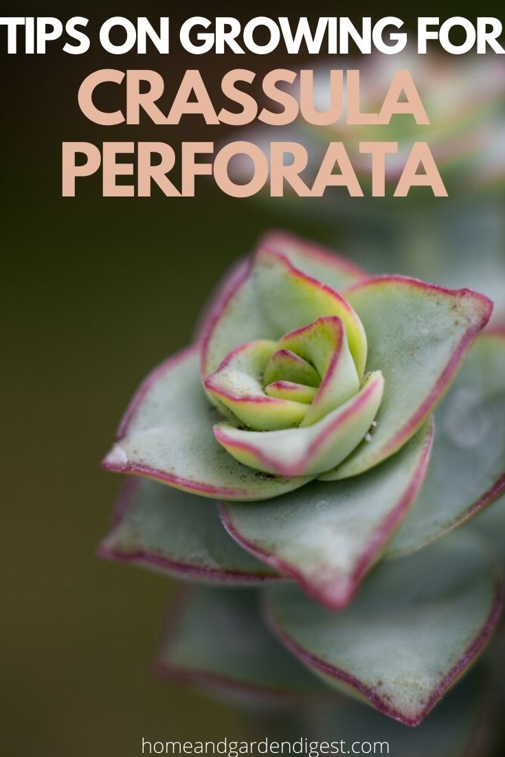 How To Grow and Care For Crassula Perforata (String Of Buttons)