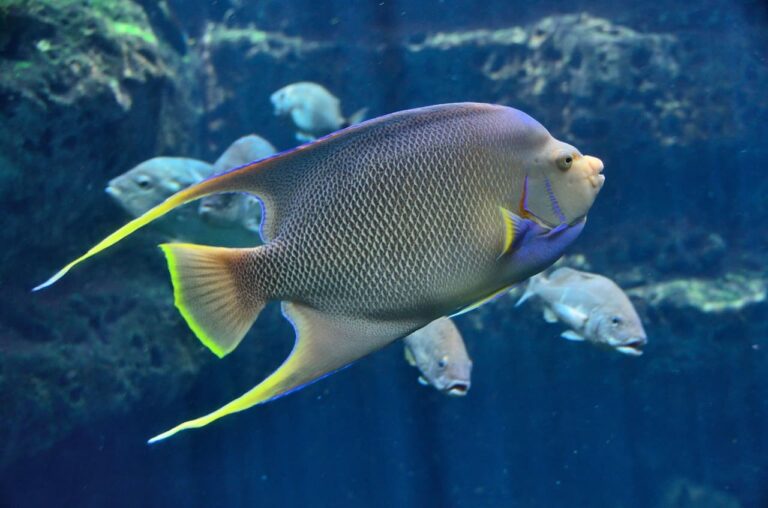 Care Tips From The Pros That Will Help You Care For Your Pet Fish
