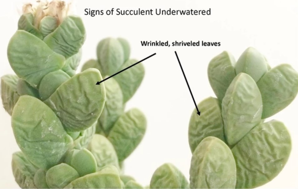 Signs of succulent underwatered