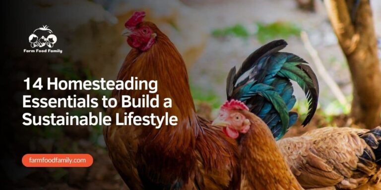 14 Homesteading Essentials to Build a Sustainable Lifestyle