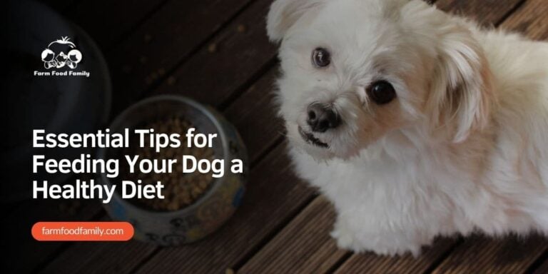 Essential Tips for Feeding Your Dog a Healthy Diet