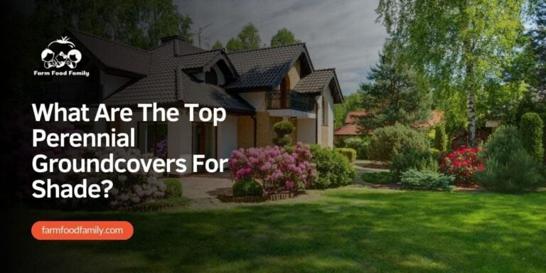 What Are The Top Perennial Groundcovers For Shade?