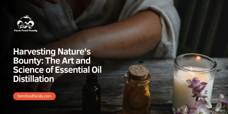 Harvesting Nature’s Bounty: The Art and Science of Essential Oil Distillation