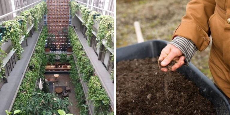 DIY Guide: 10 Essential Backyard Garden Hacks 2026
