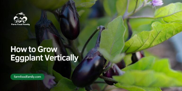 How to Grow Eggplant Vertically – 2026 Guide