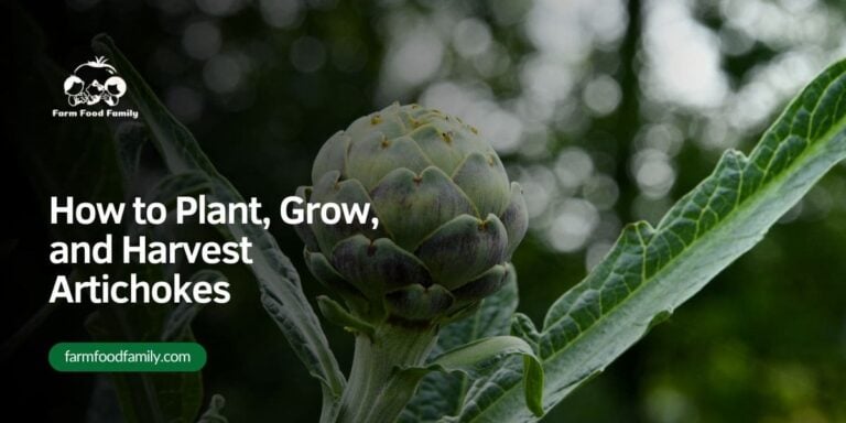 How to Plant, Grow, and Harvest Artichokes