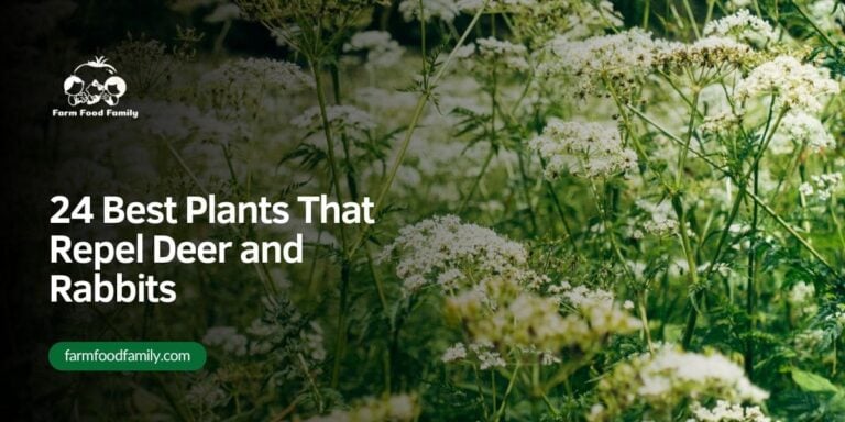 24 Best Plants That Repel Deer and Rabbits: 2026 Guide
