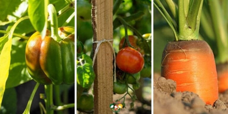 15 Best Vegetables That Can Be Grown Indoors – Top Picks 2026