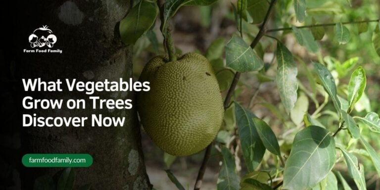 12 Best Vegetables That Grow on Trees – 2026 Picks