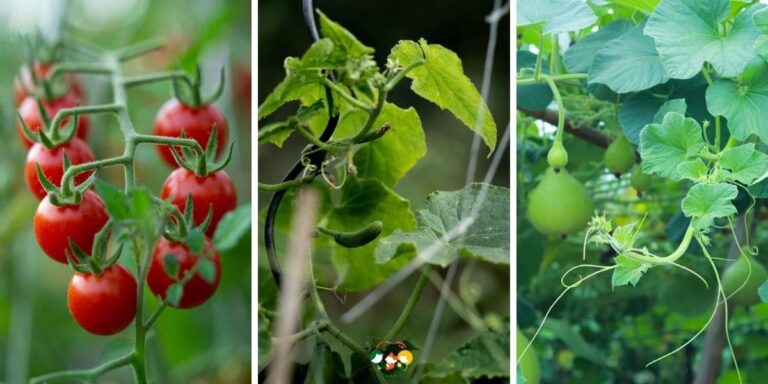 12 Best Climbing Vegetables That Grow On Vines: Space-Saving Tips
