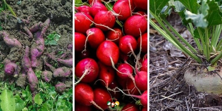 15 Best Vegetables That Grow Underground – Top Picks for 2026