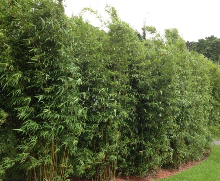 How to Create Privacy in Your Backyard Without a Fence (30 Creative Ideas)