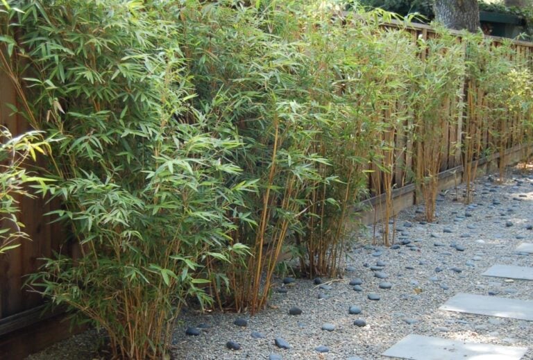 How to Create Privacy in Your Backyard Without a Fence (30 Creative Ideas)