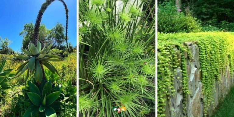 24 Best Plants for Around the Pool – Top Picks for 2026