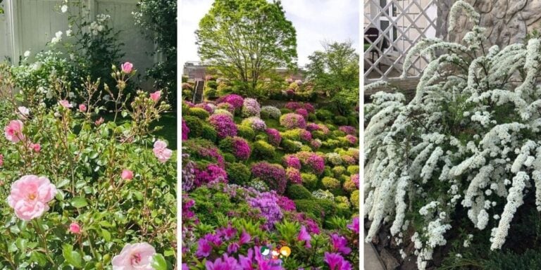 15+ Front House Shrub Ideas That Neighbors Will Envy