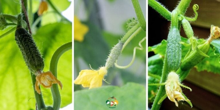 What Happens When You Pinch Out Cucumbers?