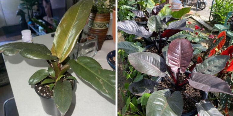 How to Grow and Care for Philodendron ‘Black Cardinal’: 2026 Guide