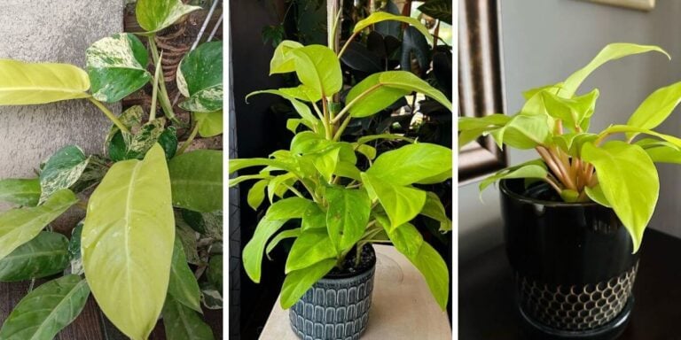 How To Grow and Care for Golden Goddess Philodendron