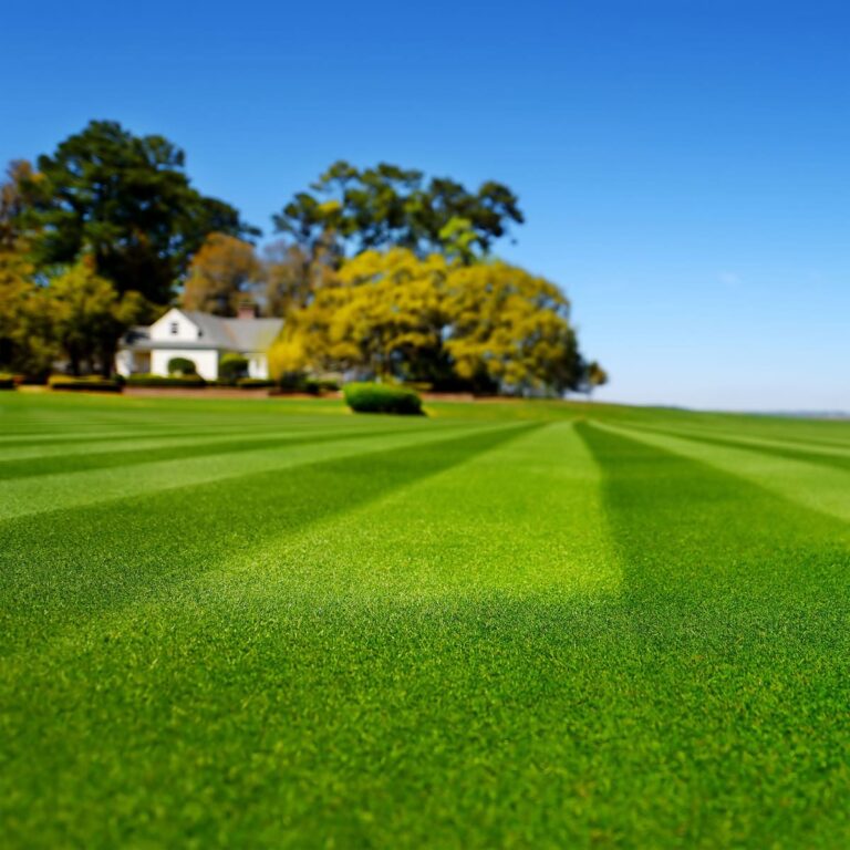 Lawn Seeding for Beginners: Easy Tips and Must-Have Products from Outsidepride