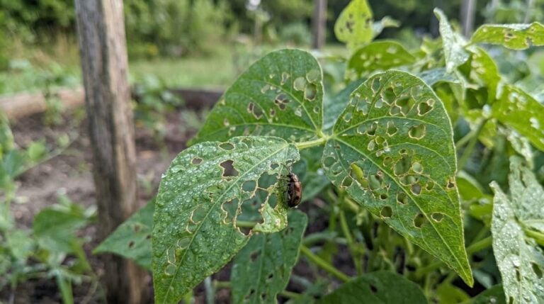 6 Signs Your Vegetable Garden Has a Pest Problem Right Now — And the August Fix for Each