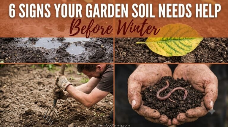 6 Telltale Signs Your Garden Soil Needs Amending Before Winter (And What to Add)