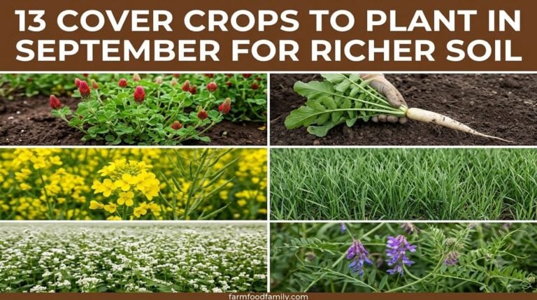The 13 Best Cover Crops to Plant in September for Richer Soil Next Spring