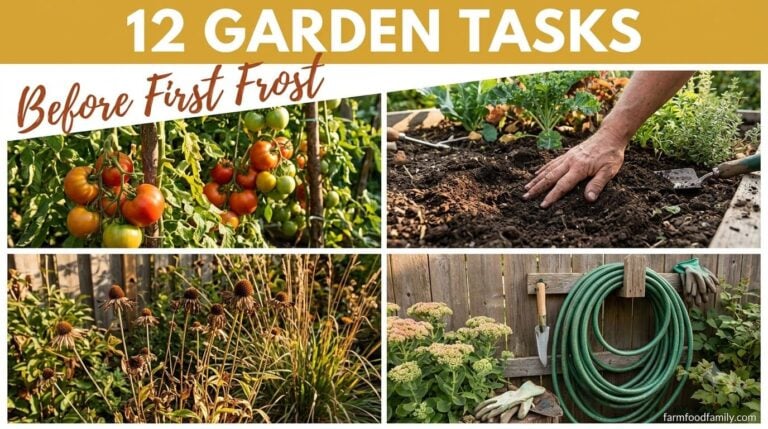 The September Garden Checklist: 12 Genius Tasks Before the First Frost Catches You Off Guard