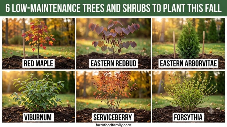 6 Genius Trees and Shrubs to Plant in September While the Soil Is Still Warm